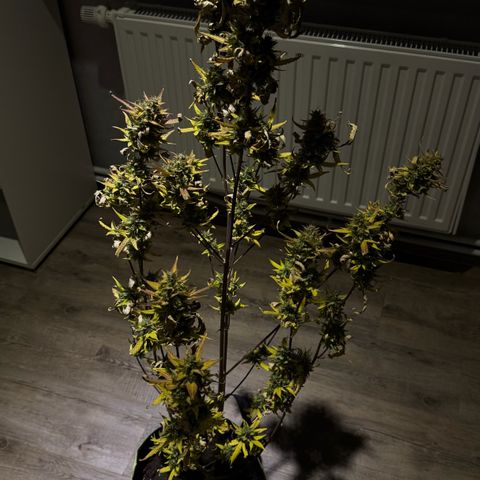 Sunset Sherbet Auto growlog timeline photo