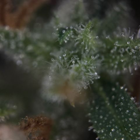 Sunset Sherbet Auto growlog timeline photo