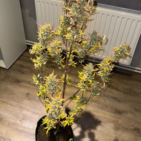 Sunset Sherbet Auto growlog timeline photo
