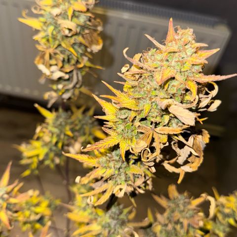 Sunset Sherbet Auto growlog timeline photo