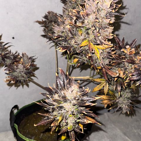 Sunset Sherbet Auto growlog timeline photo