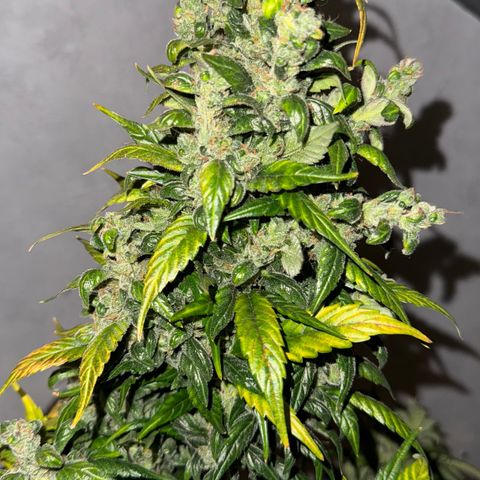 Sunset Sherbet Auto growlog timeline photo