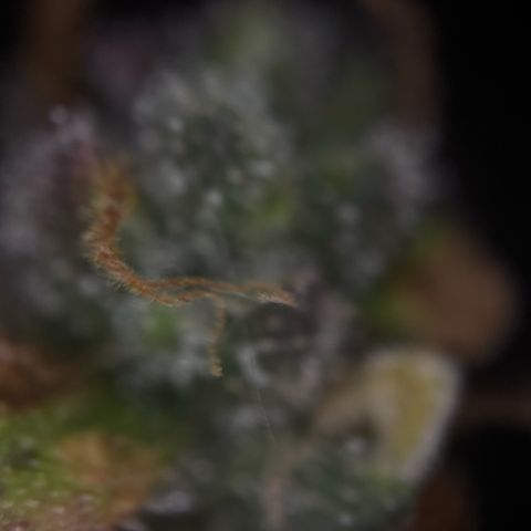 Sunset Sherbet Auto growlog timeline photo