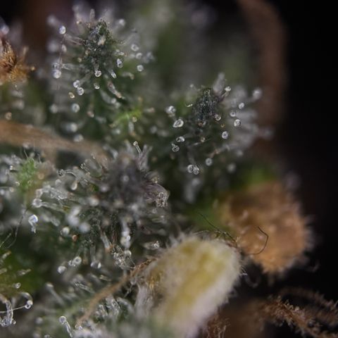 Sunset Sherbet Auto growlog timeline photo