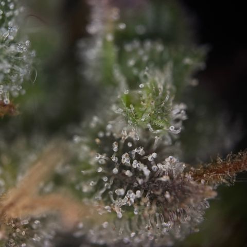 Sunset Sherbet Auto growlog timeline photo