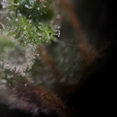 Sunset Sherbet Auto growlog timeline photo
