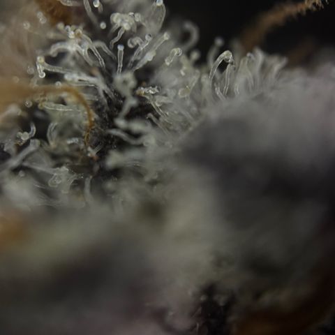 Wedding Cake Auto growlog timeline photo