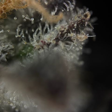 Wedding Cake Auto growlog timeline photo