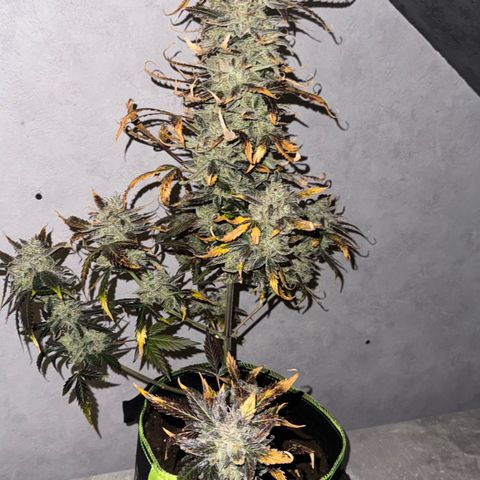 Wedding Cake Auto growlog timeline photo