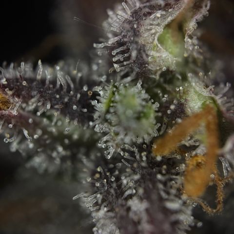 Sunset Sherbet Auto growlog timeline photo