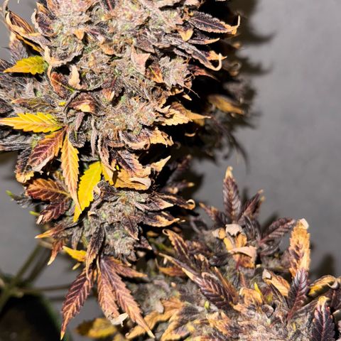 Sunset Sherbet Auto growlog timeline photo