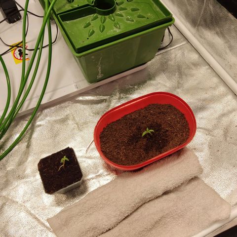 Tribu MacGregor  growlog timeline photo