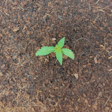 Tribu MacGregor  growlog timeline photo