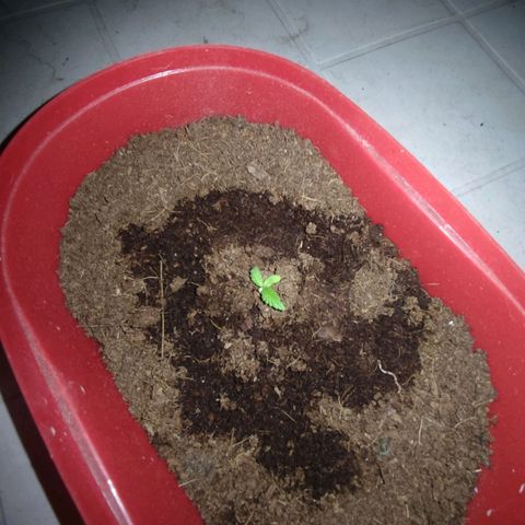 Tribu MacGregor  growlog timeline photo