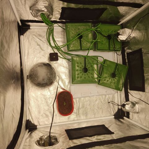 Tribu MacGregor  growlog timeline photo