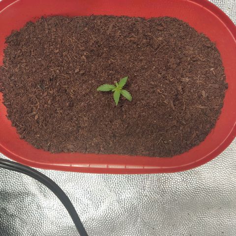 Tribu MacGregor  growlog photo: Música medicina 