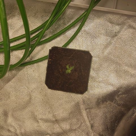 Tribu MacGregor  growlog photo: Música medicina 