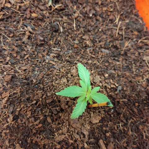 Tribu MacGregor  growlog timeline photo