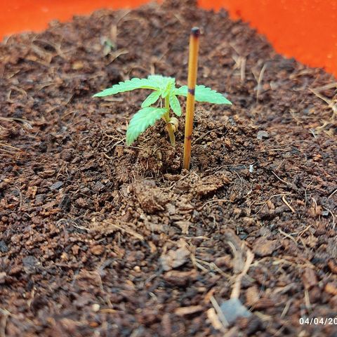 Tribu MacGregor  growlog timeline photo