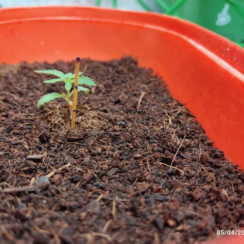Tribu MacGregor  growlog timeline photo