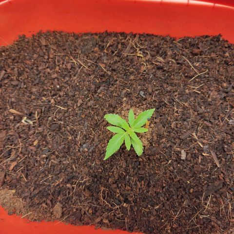 Tribu MacGregor  growlog timeline photo