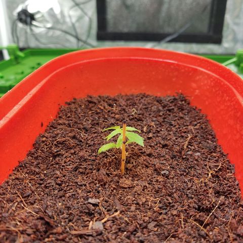 Tribu MacGregor  growlog photo: Música medicina 