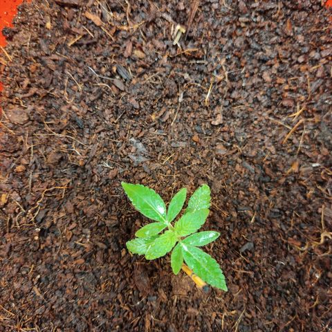 Tribu MacGregor  growlog photo: Música medicina 