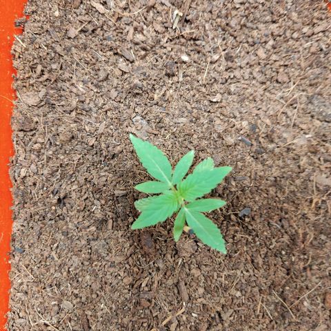 Tribu MacGregor  growlog photo: Música medicina 