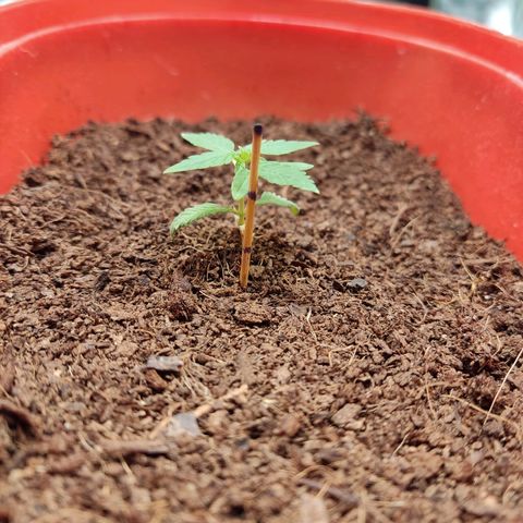 Tribu MacGregor  growlog photo: Música medicina 