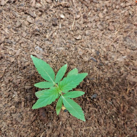 Tribu MacGregor  growlog photo: Música medicina 