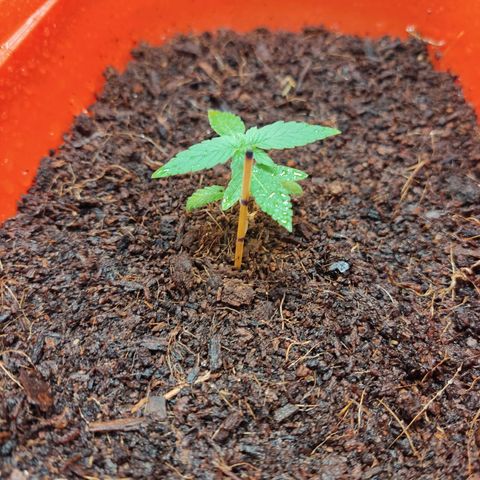 Tribu MacGregor  growlog photo: Música medicina 