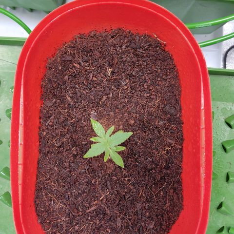 Tribu MacGregor  growlog photo: Música medicina 