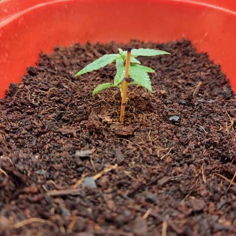 Tribu MacGregor  growlog photo: Música medicina 