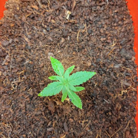 Tribu MacGregor  growlog photo: Música medicina 