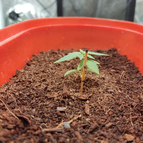 Tribu MacGregor  growlog timeline photo