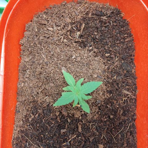 Tribu MacGregor  growlog timeline photo