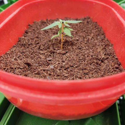 Tribu MacGregor  growlog timeline photo