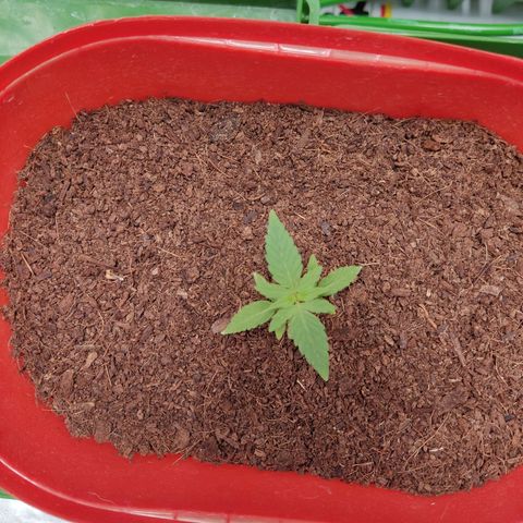 Tribu MacGregor  growlog timeline photo