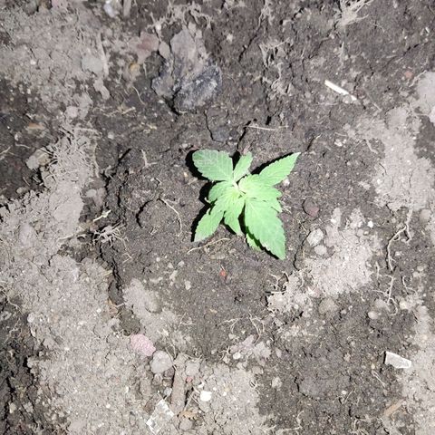 Tribu León Gratitud  growlog timeline photo