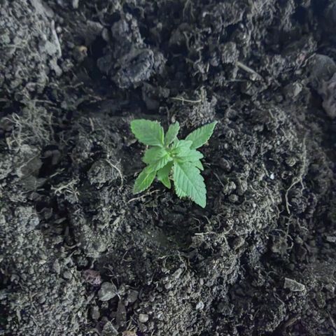 Tribu León Gratitud  growlog timeline photo
