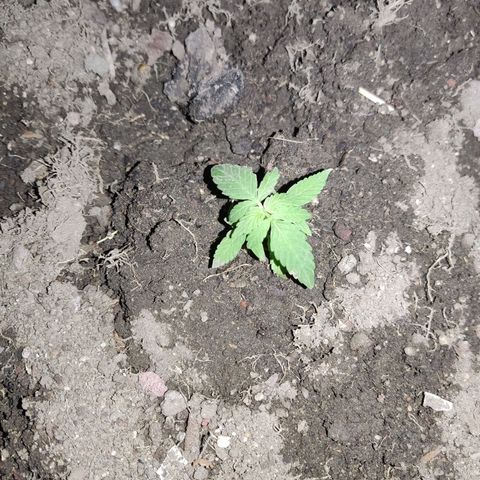 Tribu León Gratitud  growlog timeline photo
