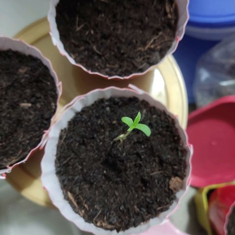 Santa Marta Haze growlog timeline photo