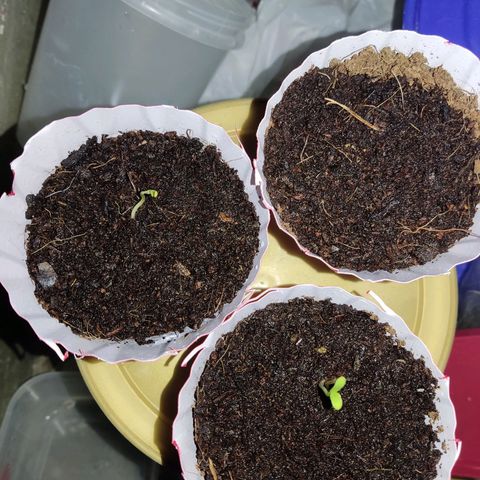 Santa Marta Haze growlog timeline photo
