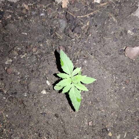 Tribu MacGregor  growlog timeline photo