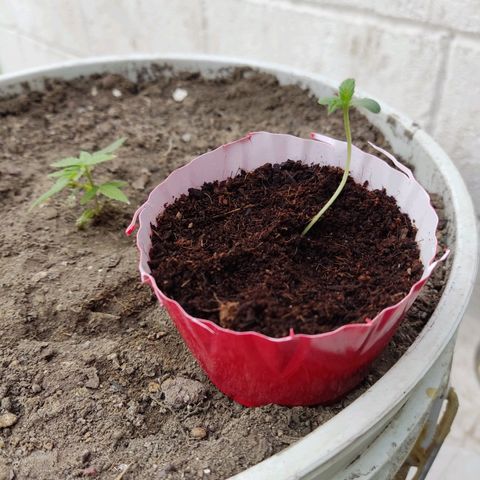 Tribu MacGregor  growlog photo: Nuevos brotes Tribu León 