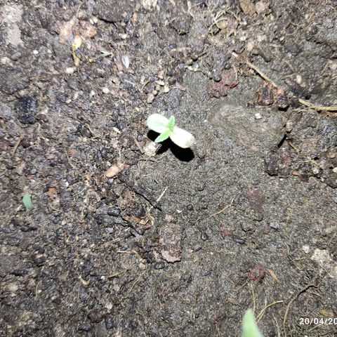 Tribu MacGregor  growlog timeline photo