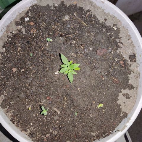 Tribu MacGregor  growlog timeline photo