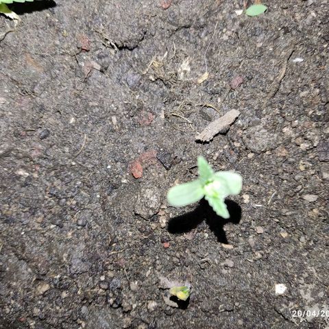 Tribu MacGregor  growlog timeline photo