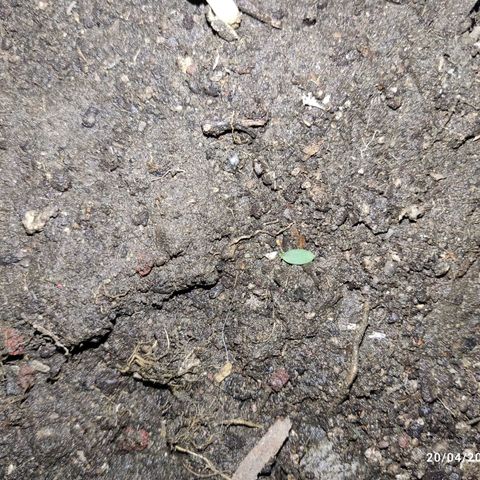 Tribu MacGregor  growlog timeline photo