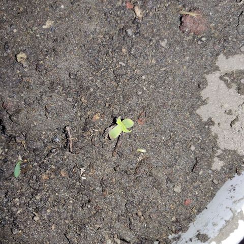 Tribu MacGregor  growlog timeline photo